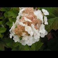 Hydrangea quercifolia 'Snow Queen' (3)
